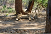 08 - Kruger NP (71)